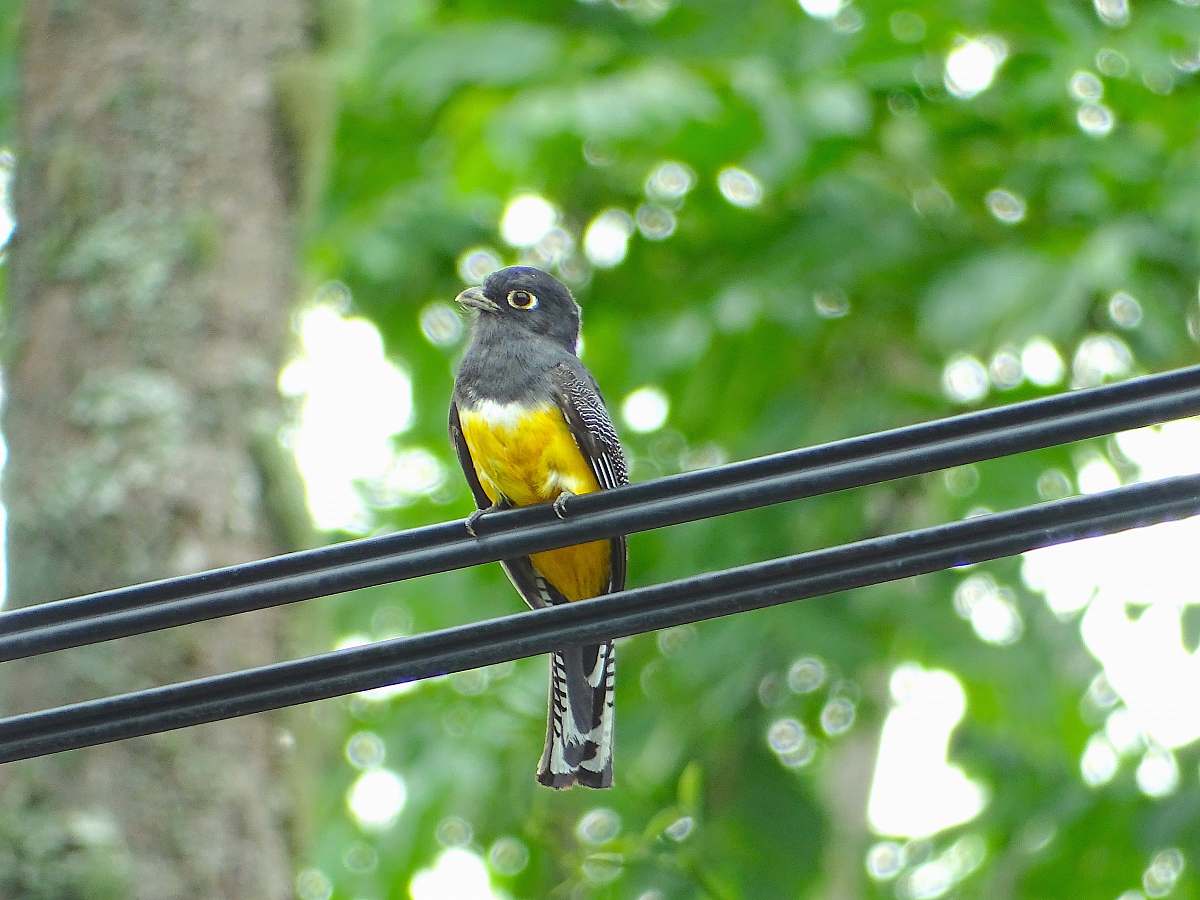 bird gray and yellow bird perched on black coated wire finch