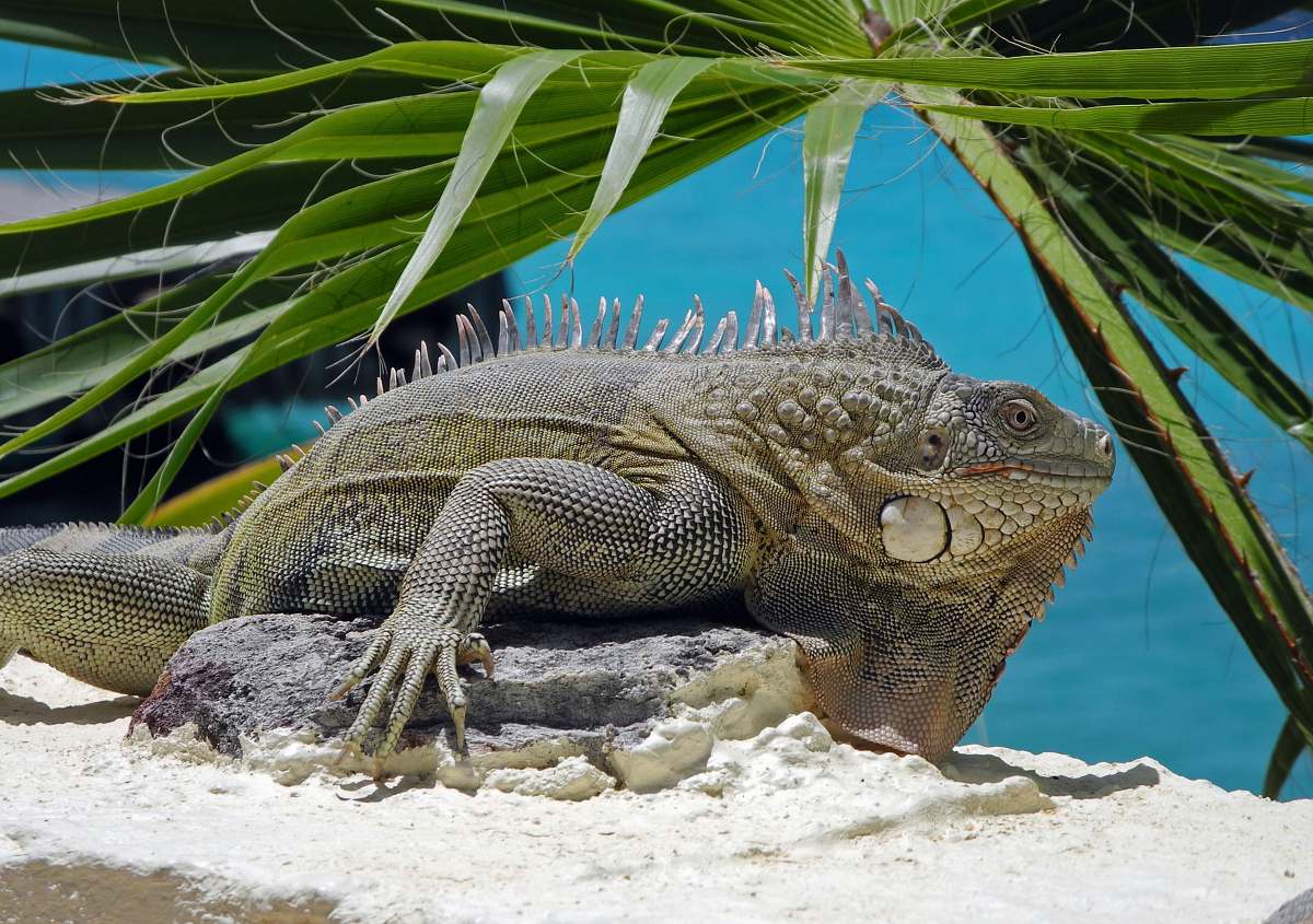 lizard gray and yellow iguana reptile