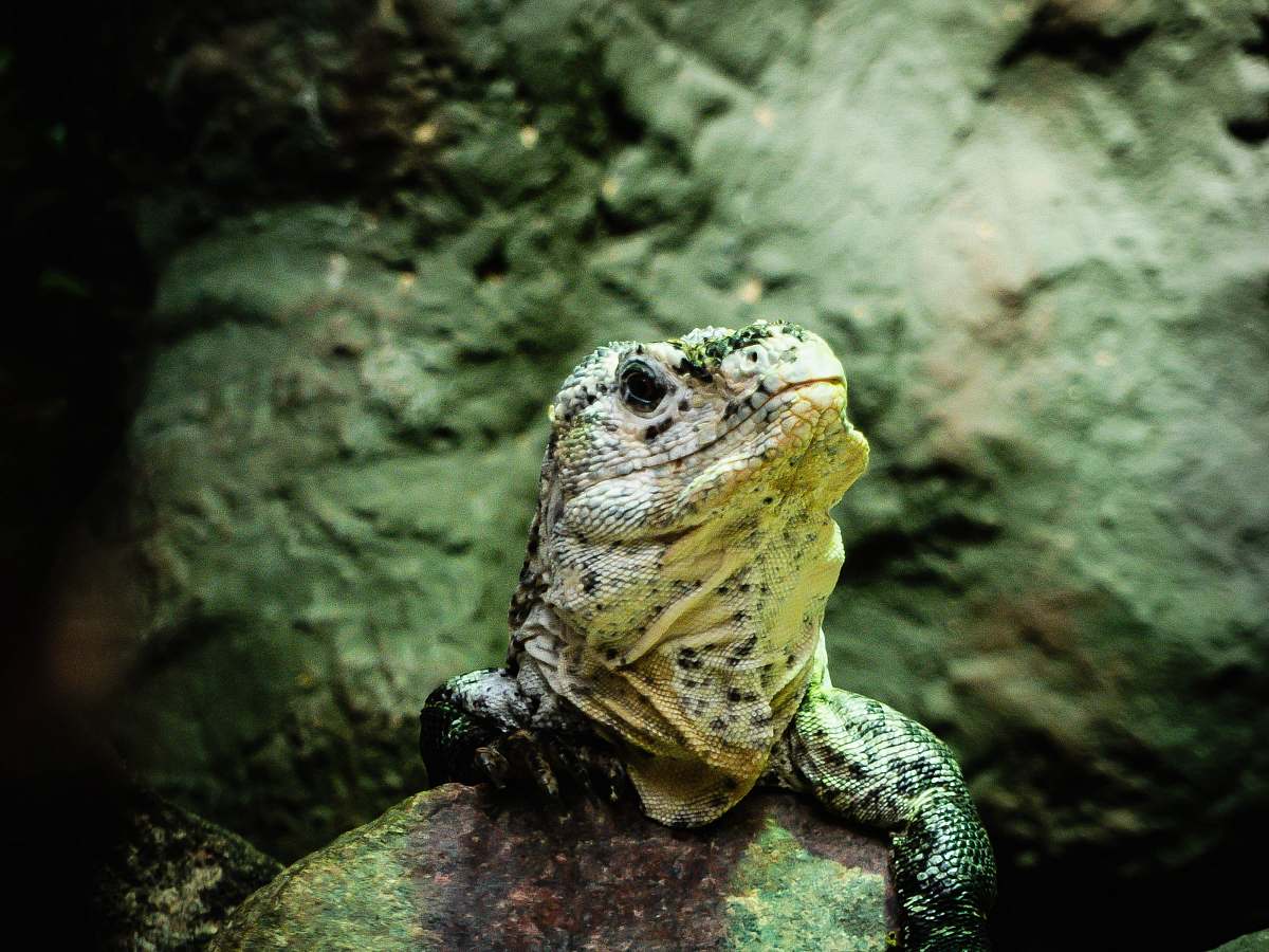 lizard gray bearded dragon on focus photography reptile