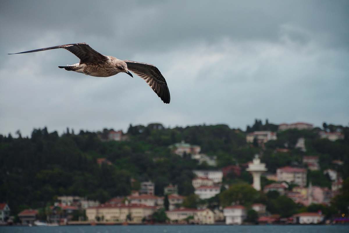 bird gray bird flying during daytime flying