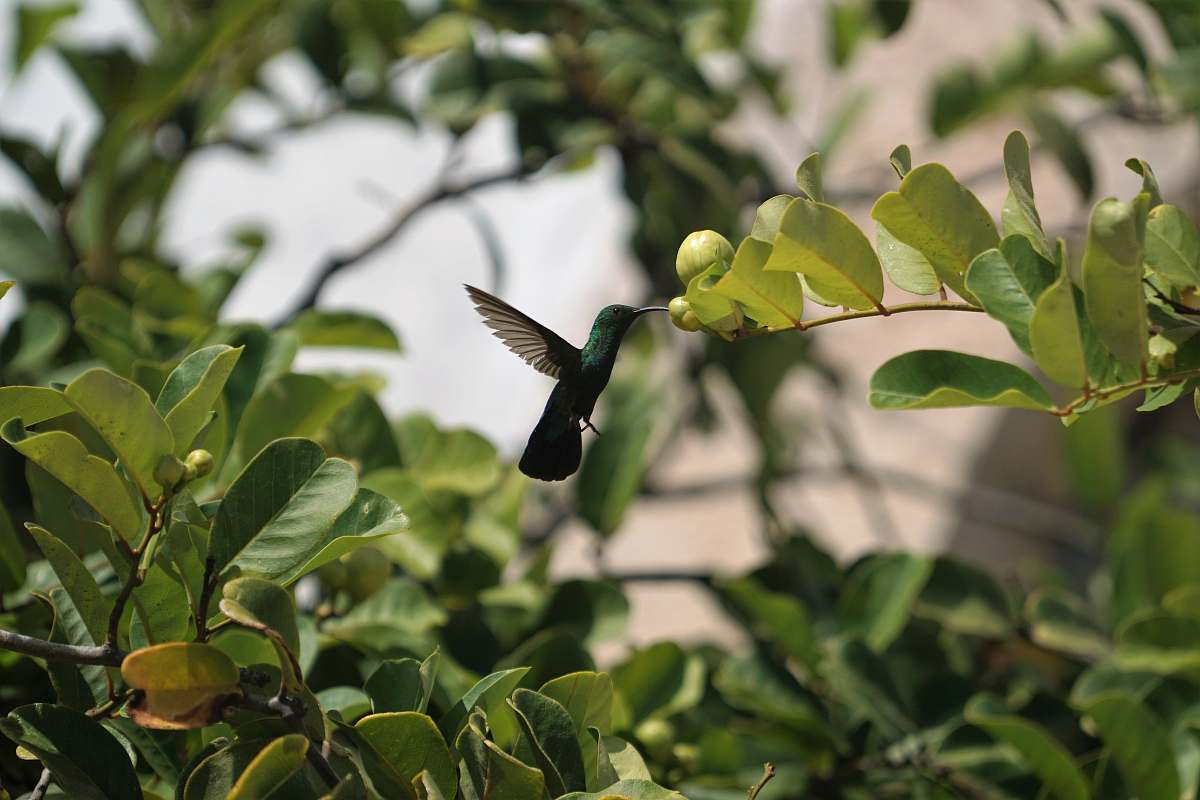 bird gray bird flying near leaves hummingbird