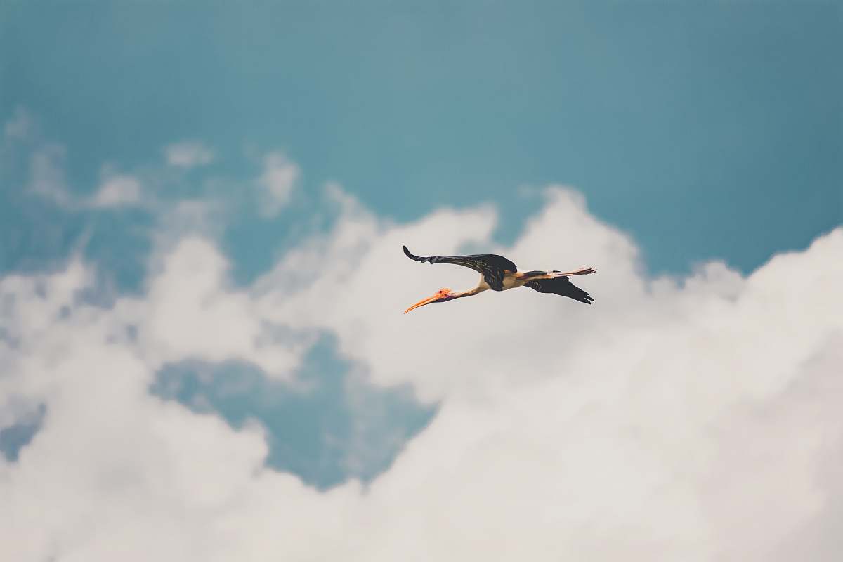 bird gray bird mid air flying