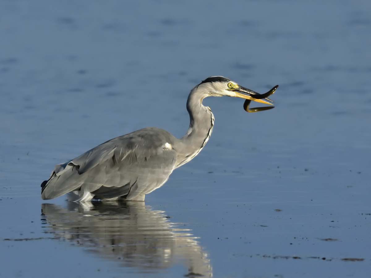 bird gray bird on body of water waterfowl