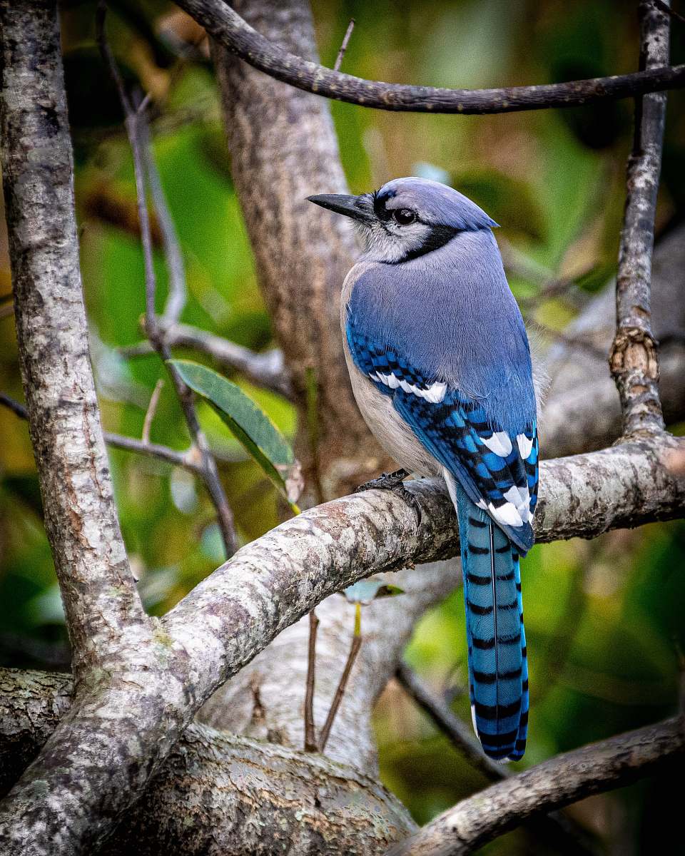 bird gray bird on branch during daytime jay