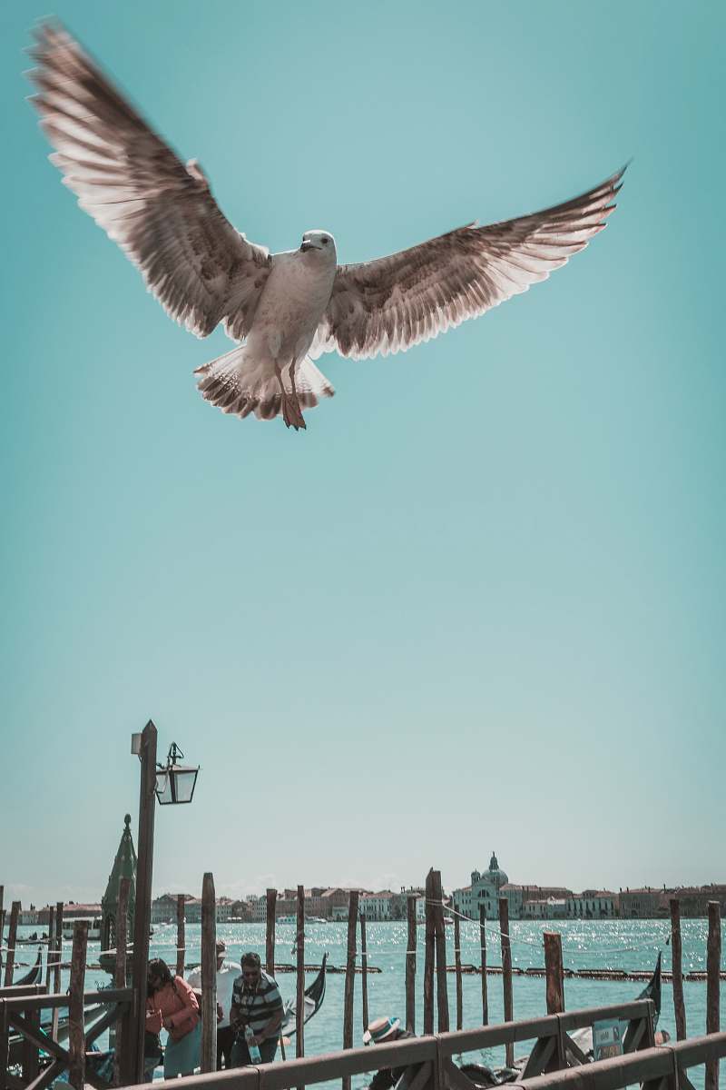 bird gray bird on flight españa