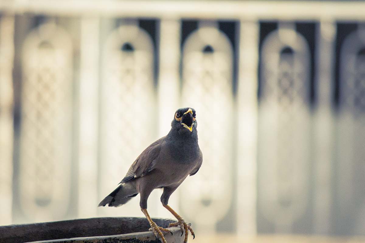 bird gray bird on pavement india