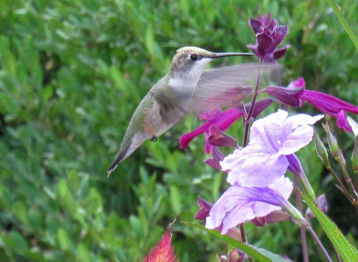 flower gray bird on pink and white petaled flowers blossom