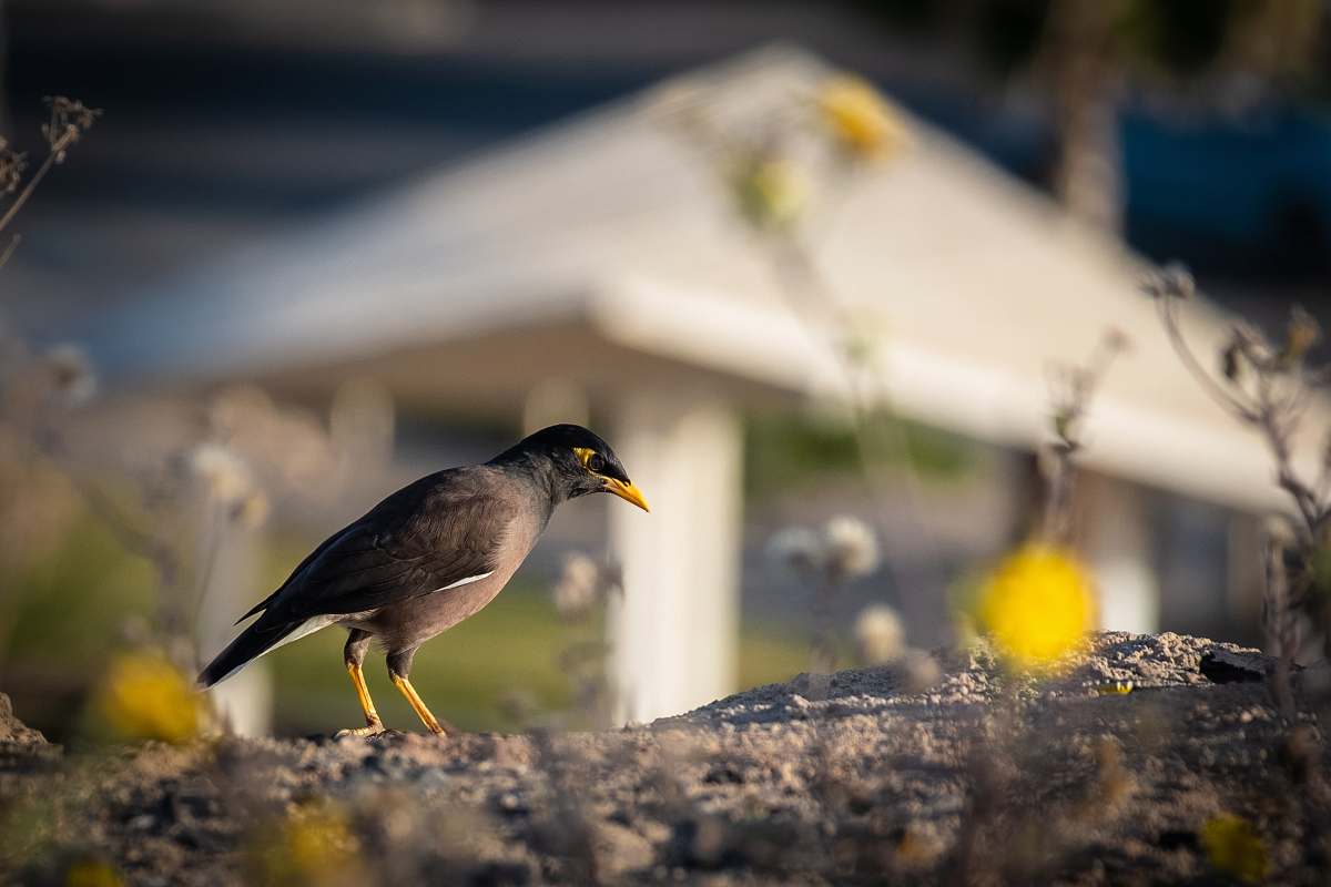 bird gray bird on sand agelaius