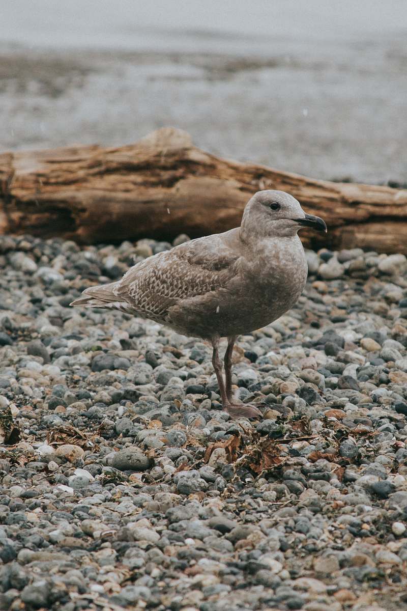 bird gray bird on seashore during daytime dirt road