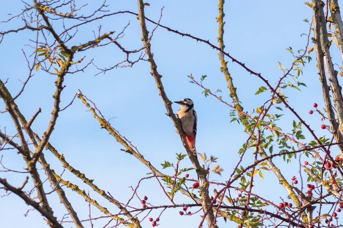 bird gray bird on tree jay