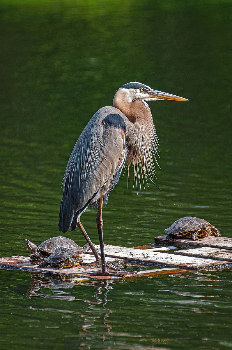turtle gray bird on water sea life