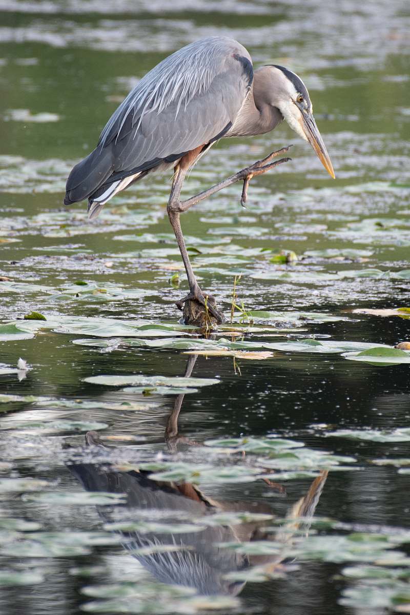 waterfowl gray bird on water stork