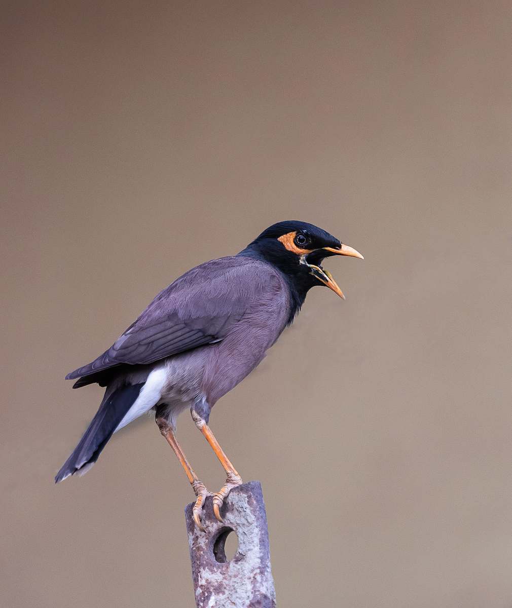 bird gray bird perching on brown metal part india