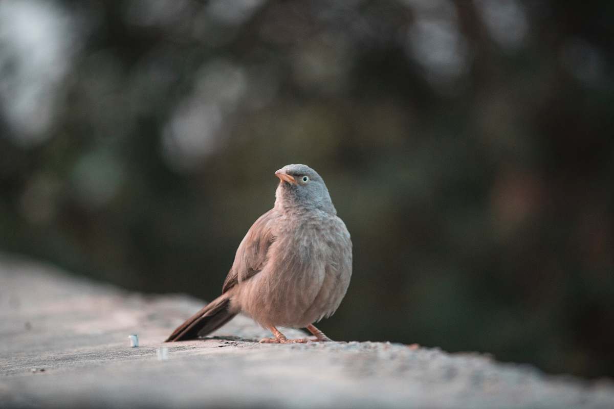 bird gray bird perching on rock sparrow