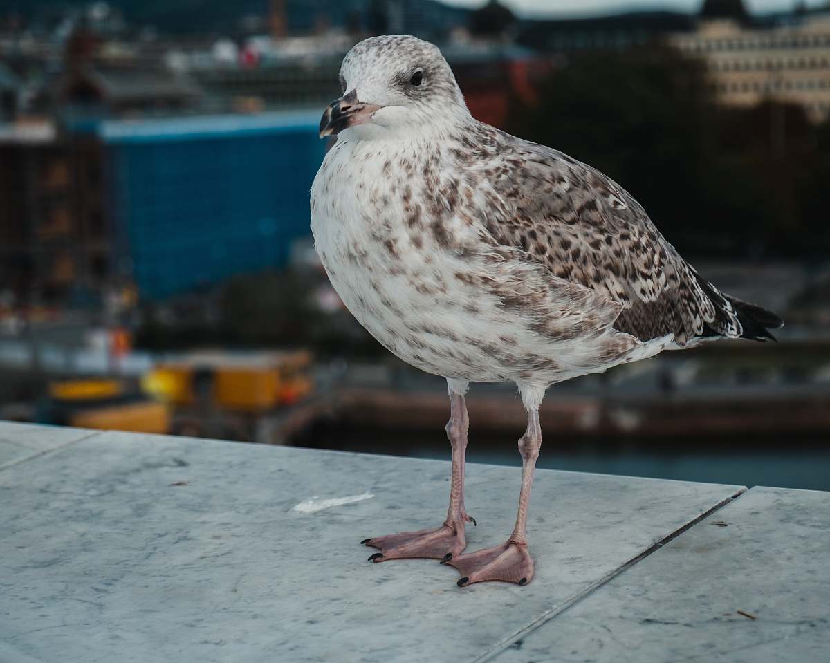 bird gray bird standing on concrete surface seagull