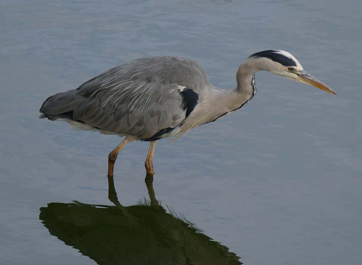 bird gray, black, and white crane bird on body of water heron