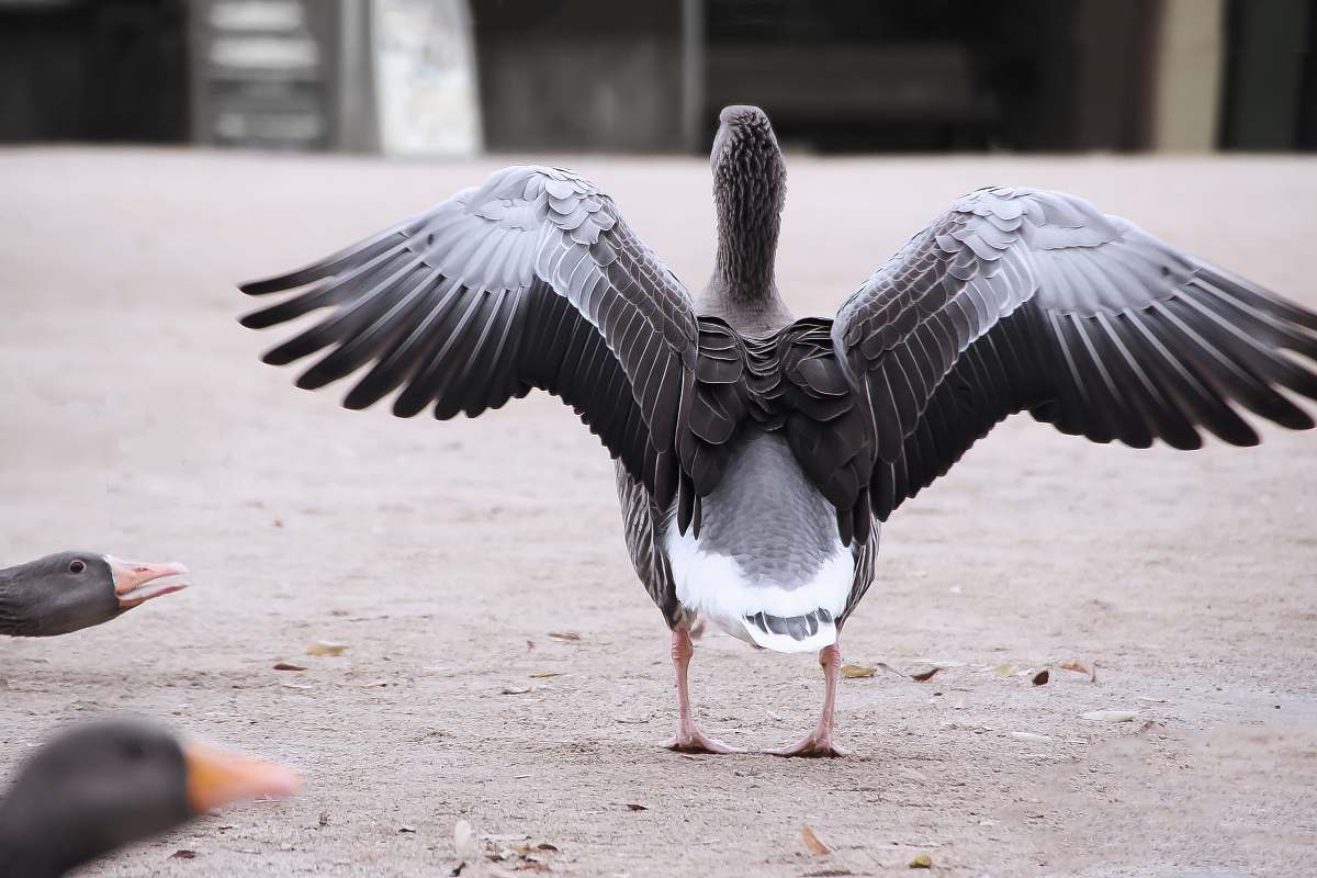 bird gray, black, and white duck human