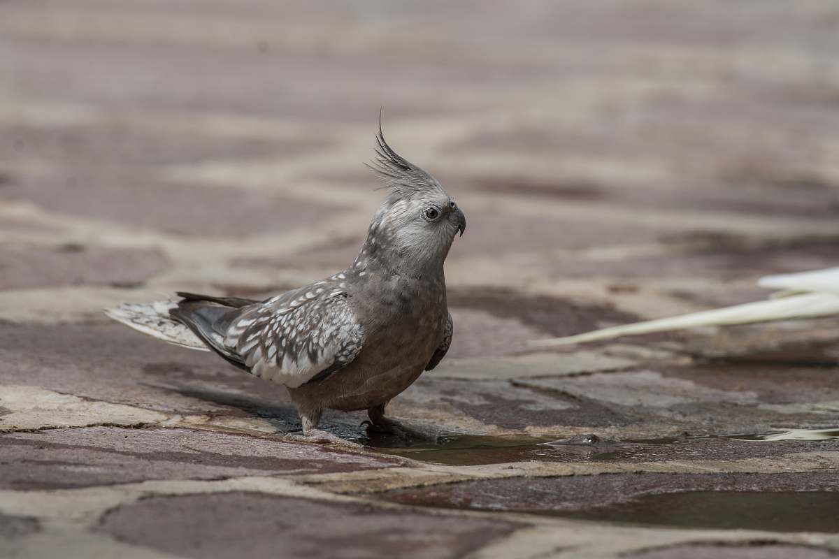 bird gray cockatiel grey