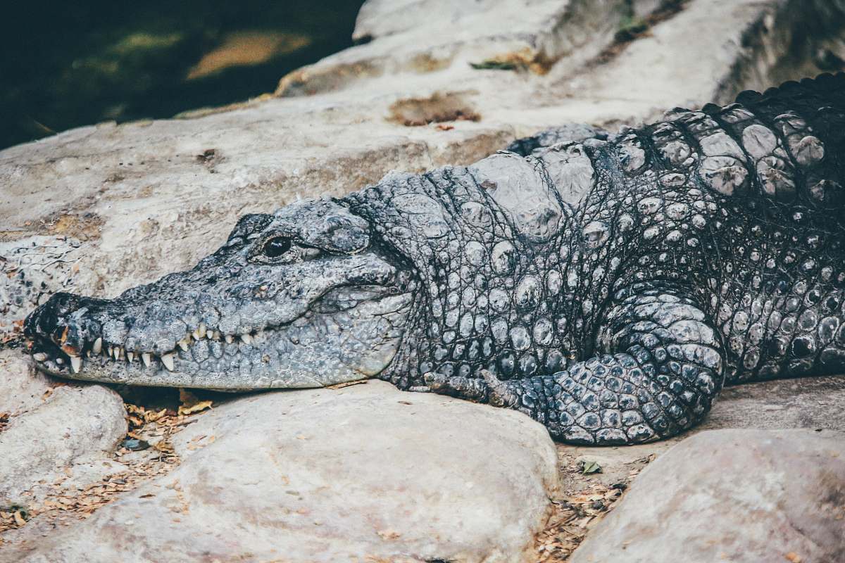 reptile gray crocodile crocodile