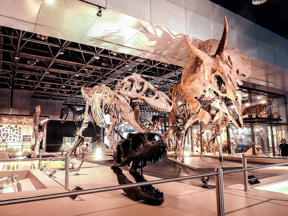 dinosaur gray dinosaur bone standee reptile