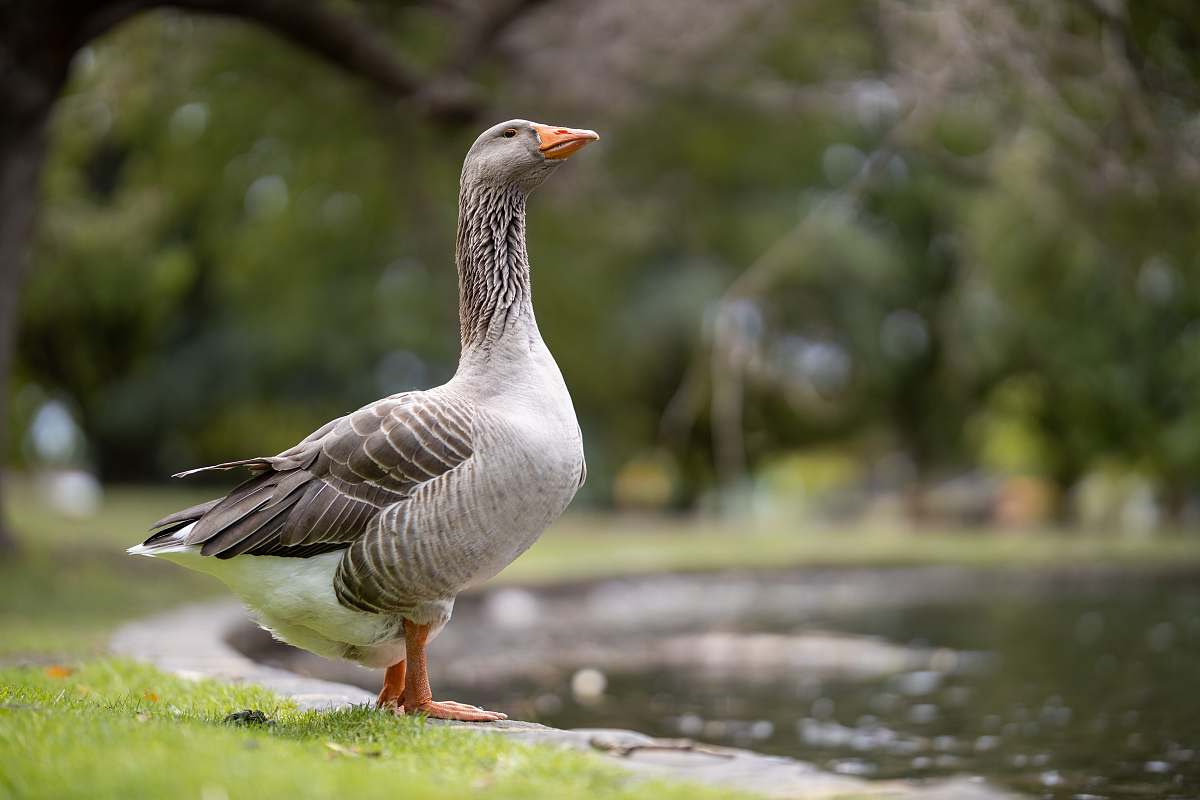 bird gray duck goose