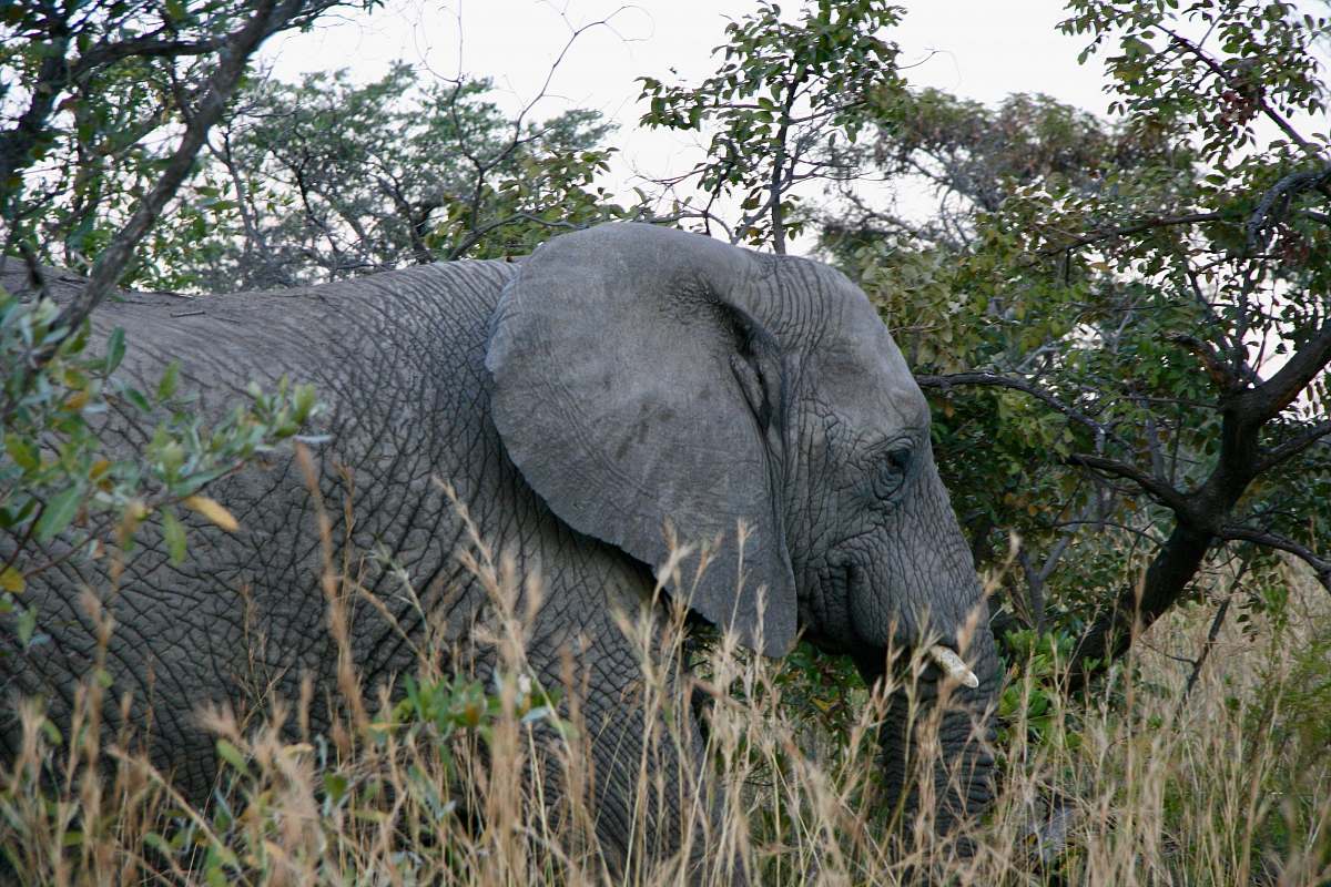 wildlife gray elephant beside trees during daytime elephant
