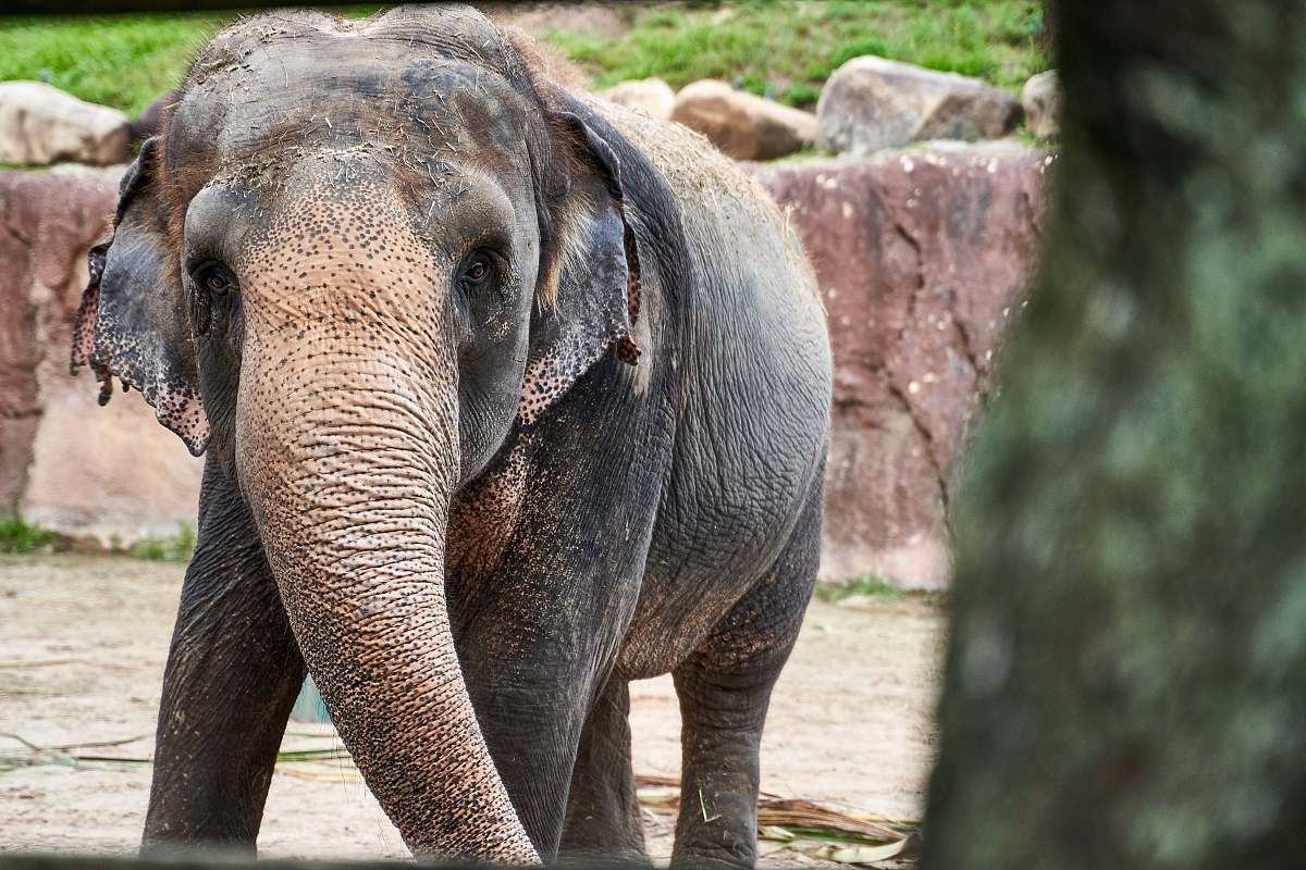 elephant gray elephant mammal