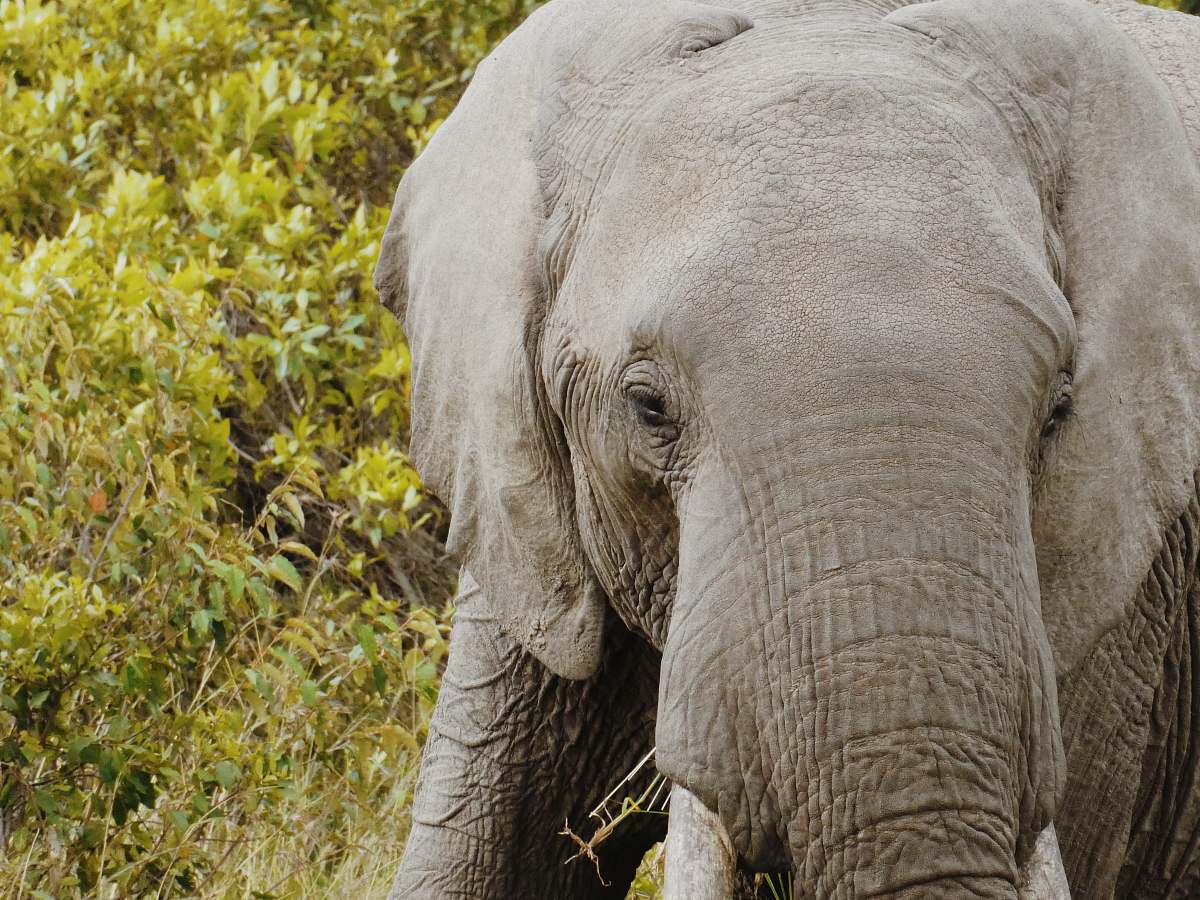 mammal gray elephant wildlife