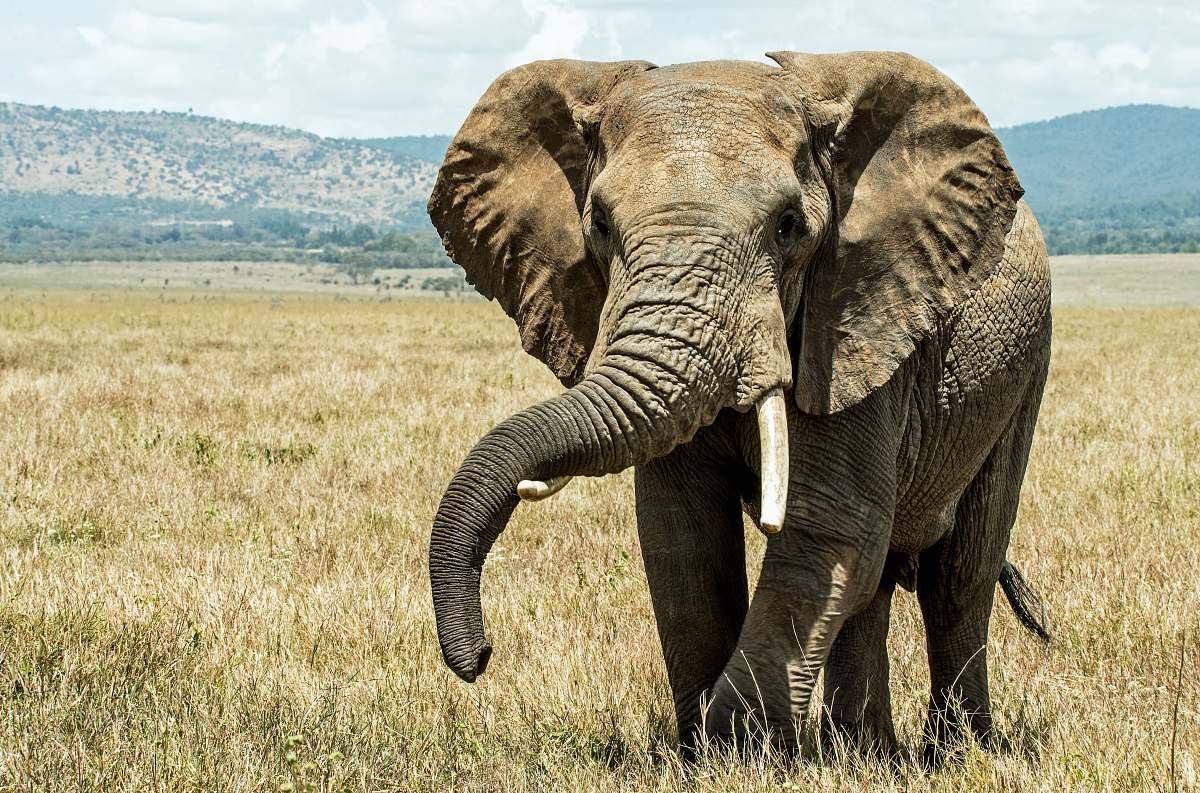 wildlife gray elephant on brown grass field elephant