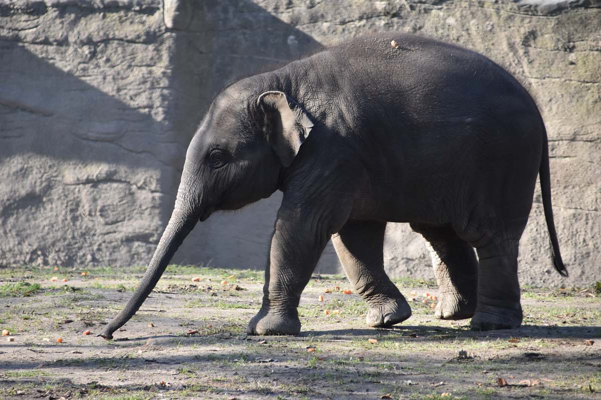 wildlife gray elephant on field elephant