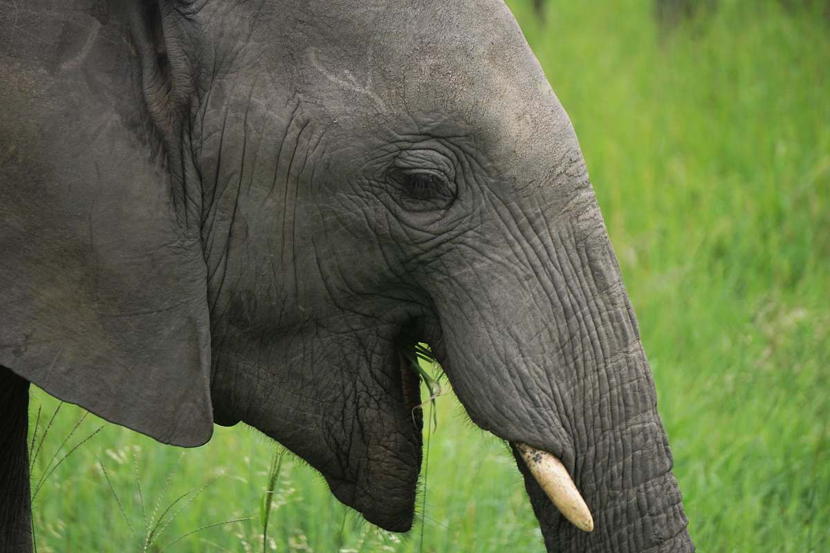 mammal gray elephant on green grass field elephant