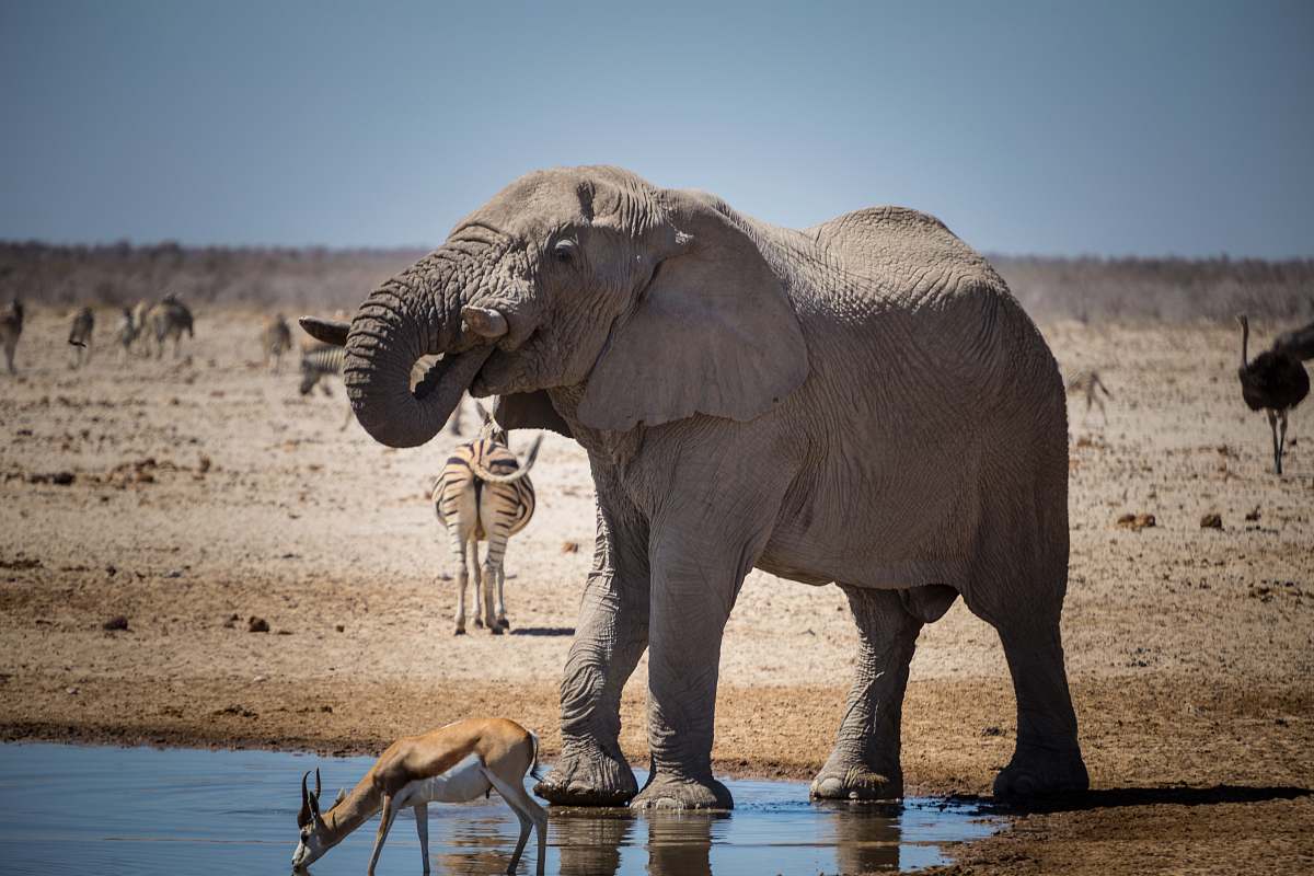 mammal gray elephant on water elephant