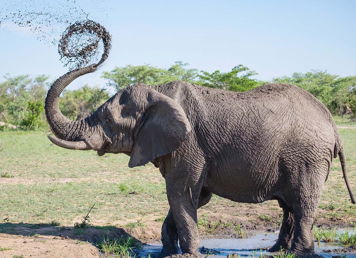 elephant gray elephant playing with mud mammal