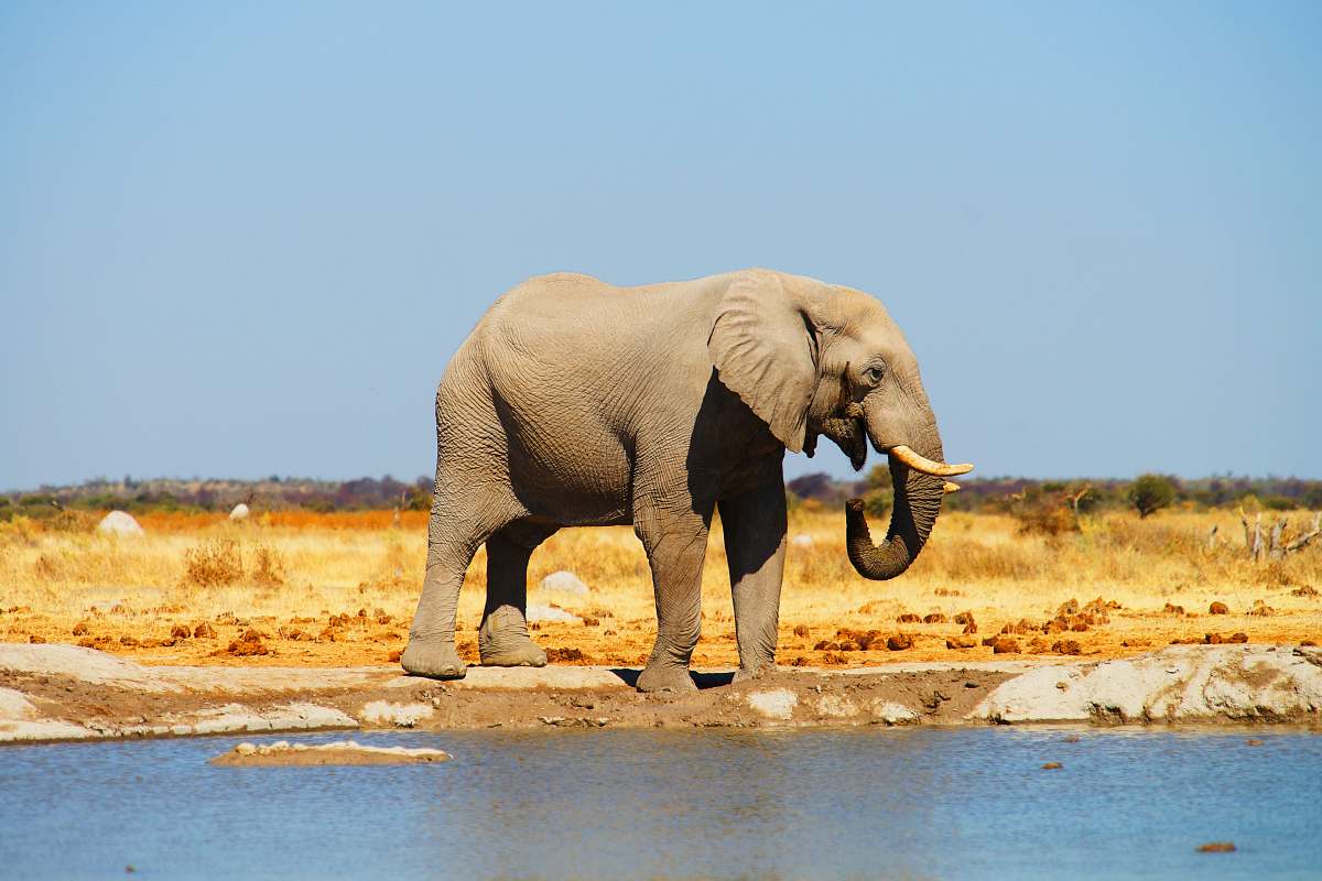 elephant gray elephant standing near body of water mammal