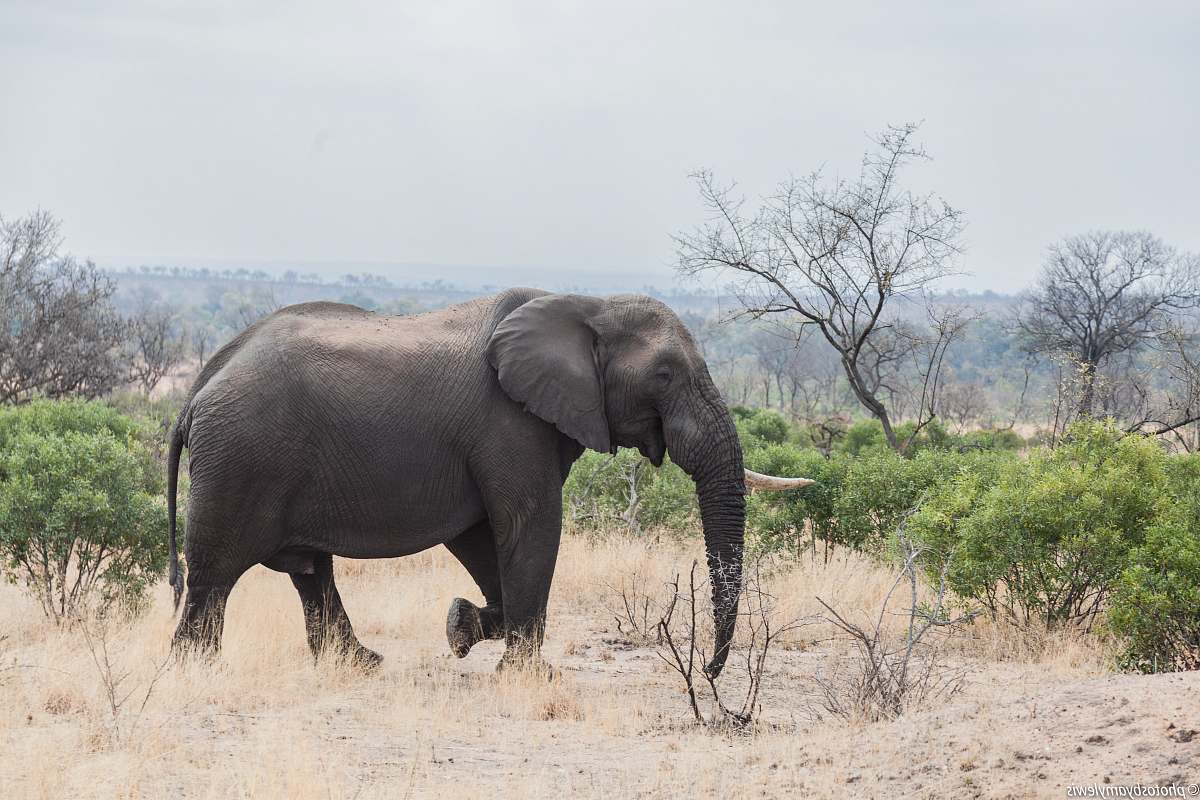 mammal gray elephant standing on grass field elephant