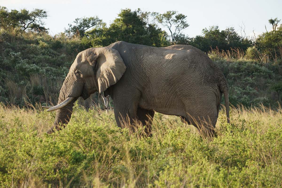 mammal gray elephant standing on green grass elephant