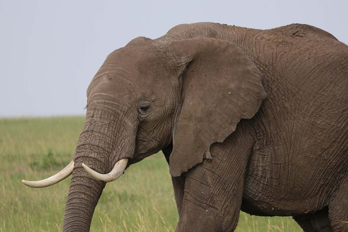 mammal gray elephant surrounded by grass elephant