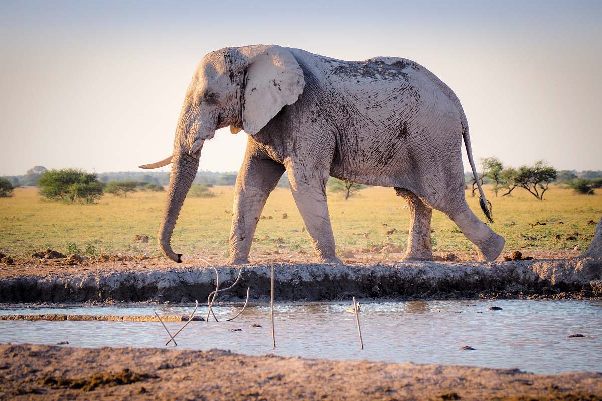 mammal gray elephant walking near river during daytime elephant