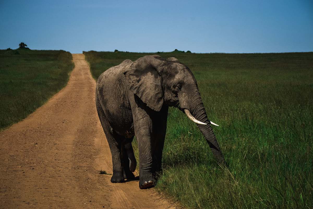 elephant gray elephant walking on dirt road between green grass field during daytime mammal