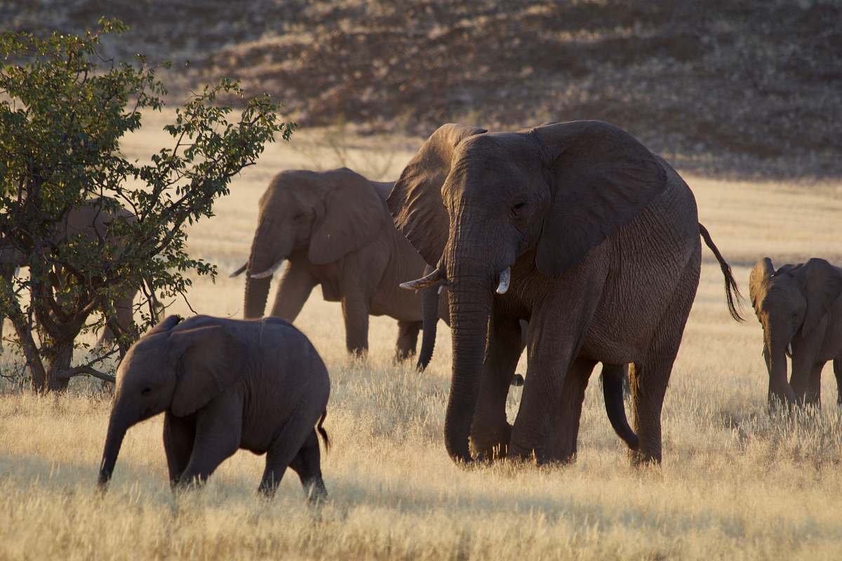 mammal gray elephant walking on grass field wildlife