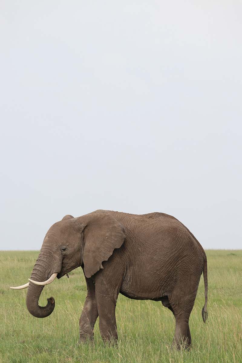 wildlife gray elephant elephant
