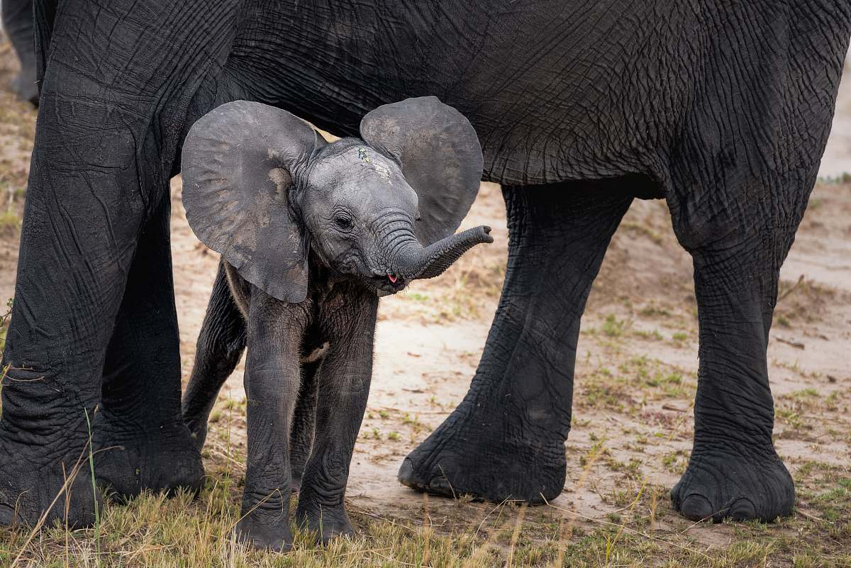 mammal gray elephant with calf standing on ground at daytime elephant