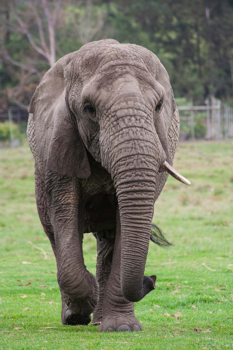 mammal gray elpehant elephant