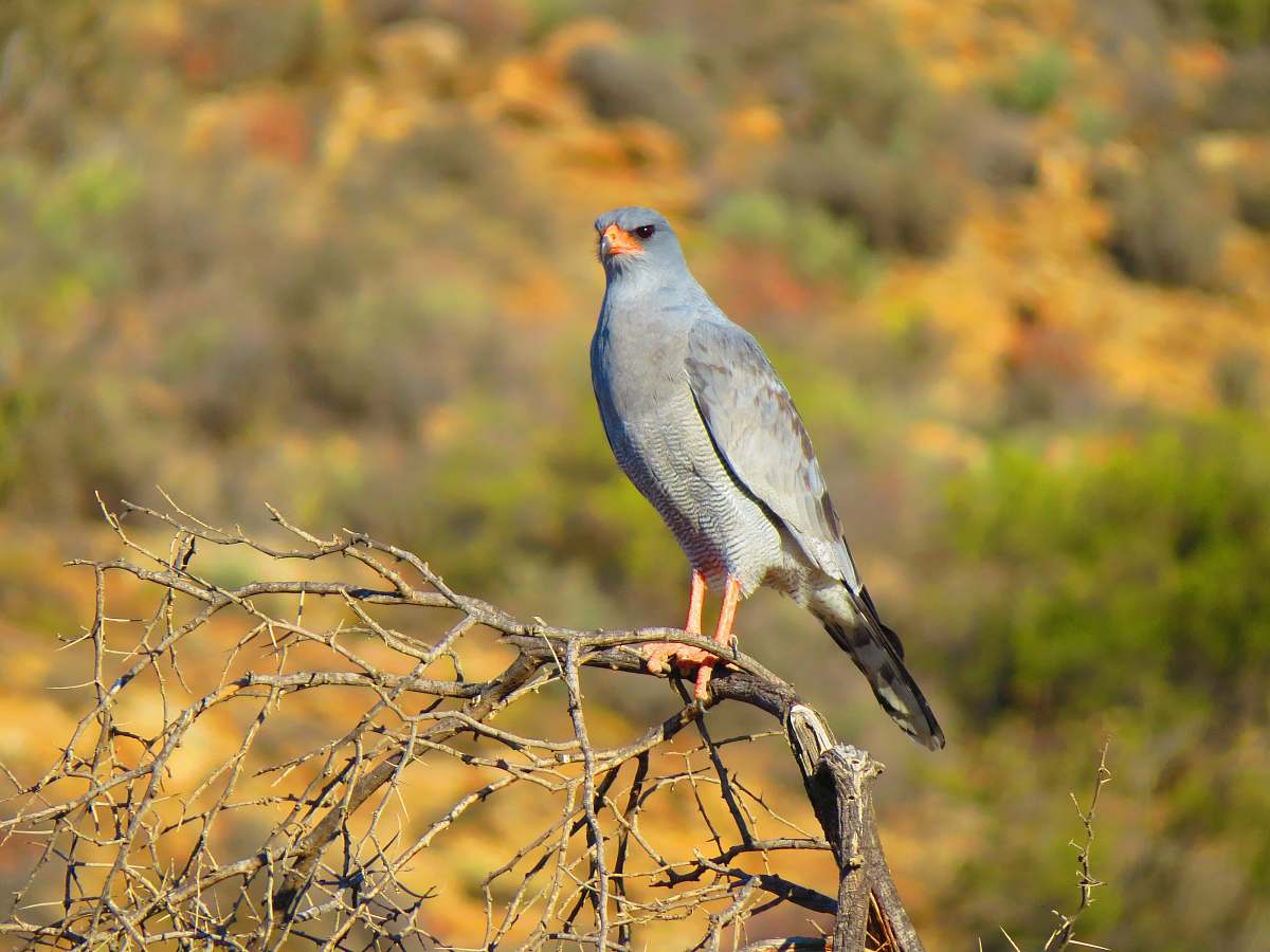 bird gray falcon perching on brown wooden branch during daytime accipiter