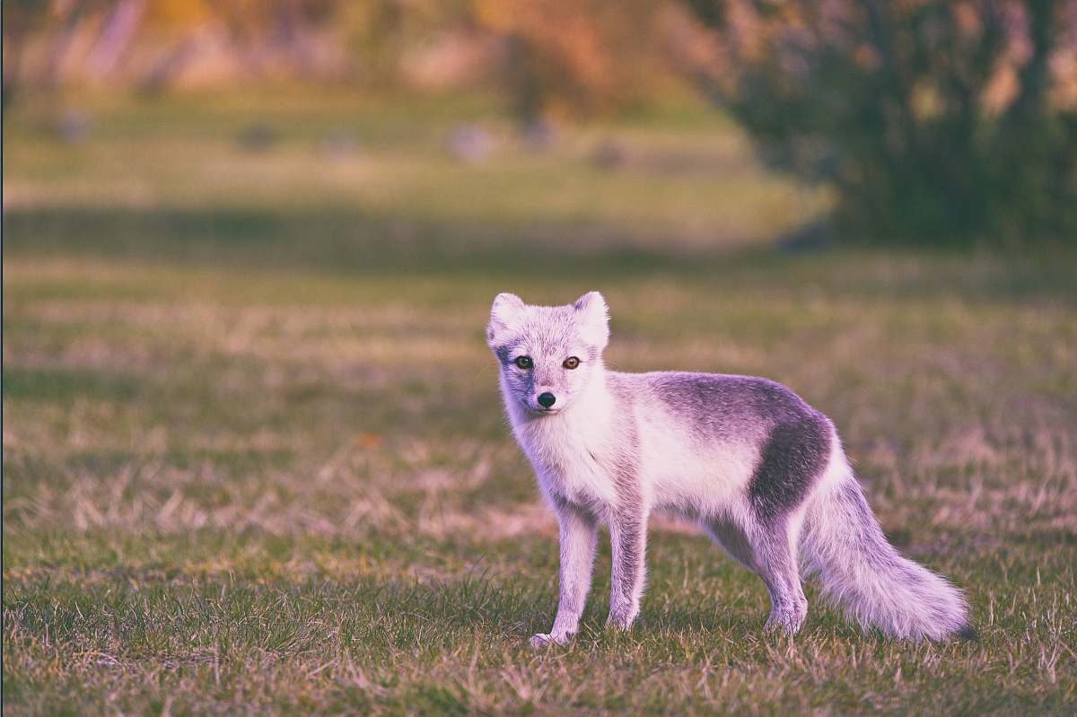 fox gray fox walking on field wildlife