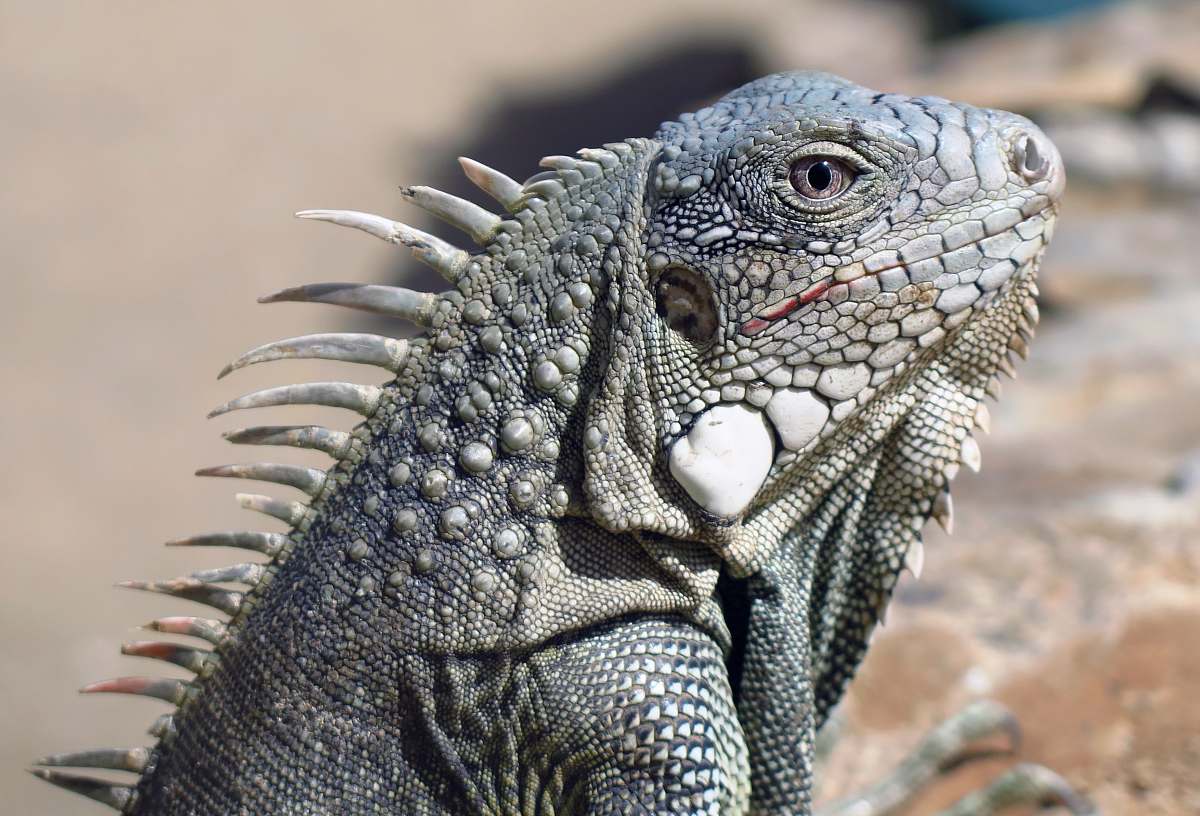 Reptile Gray Gecko Lizard Image Free Photo