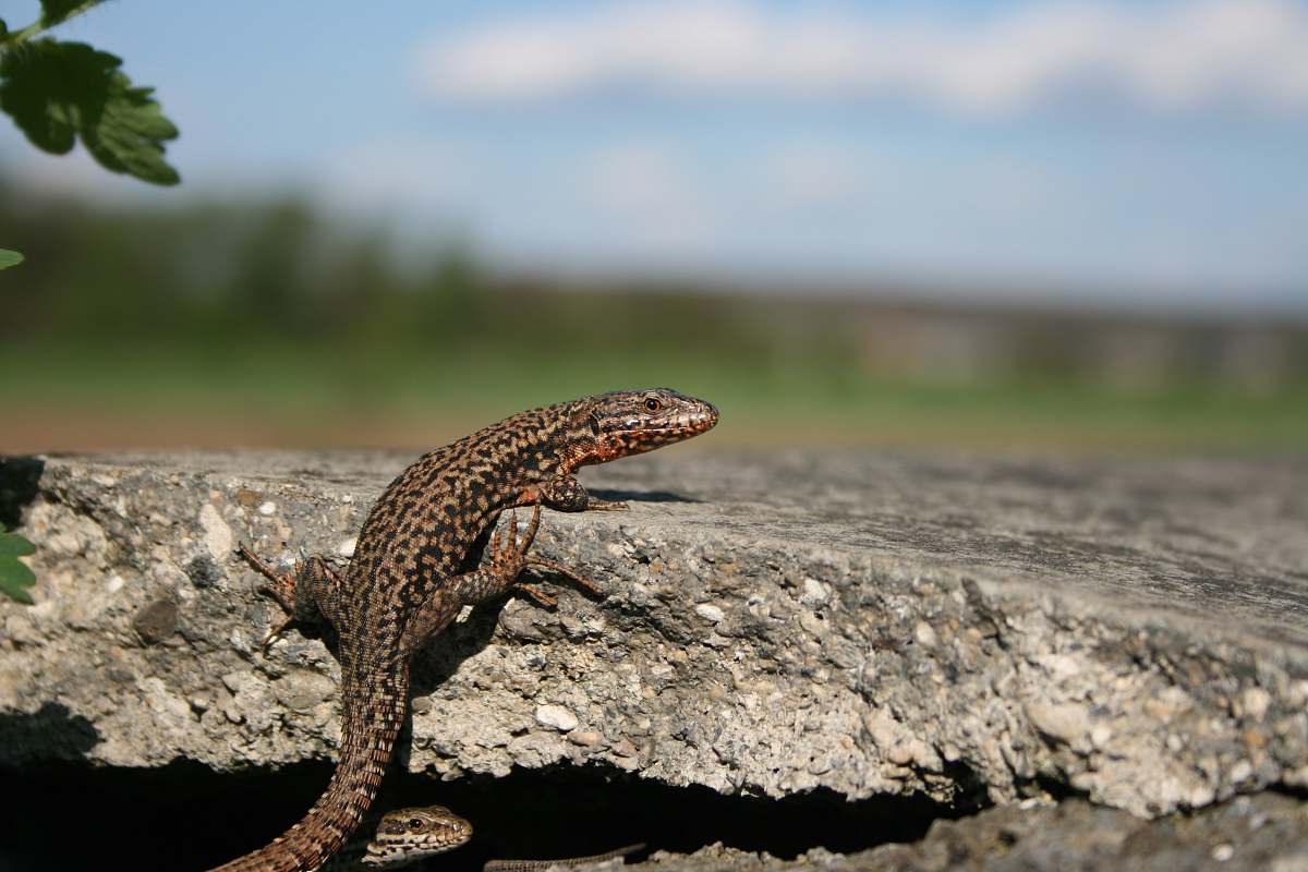 lizard gray gekko reptile