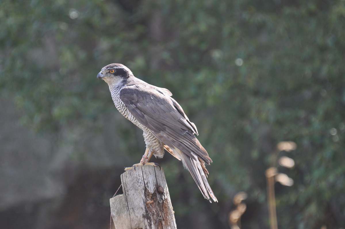 bird gray hawk eagle on brown log at daytime accipiter