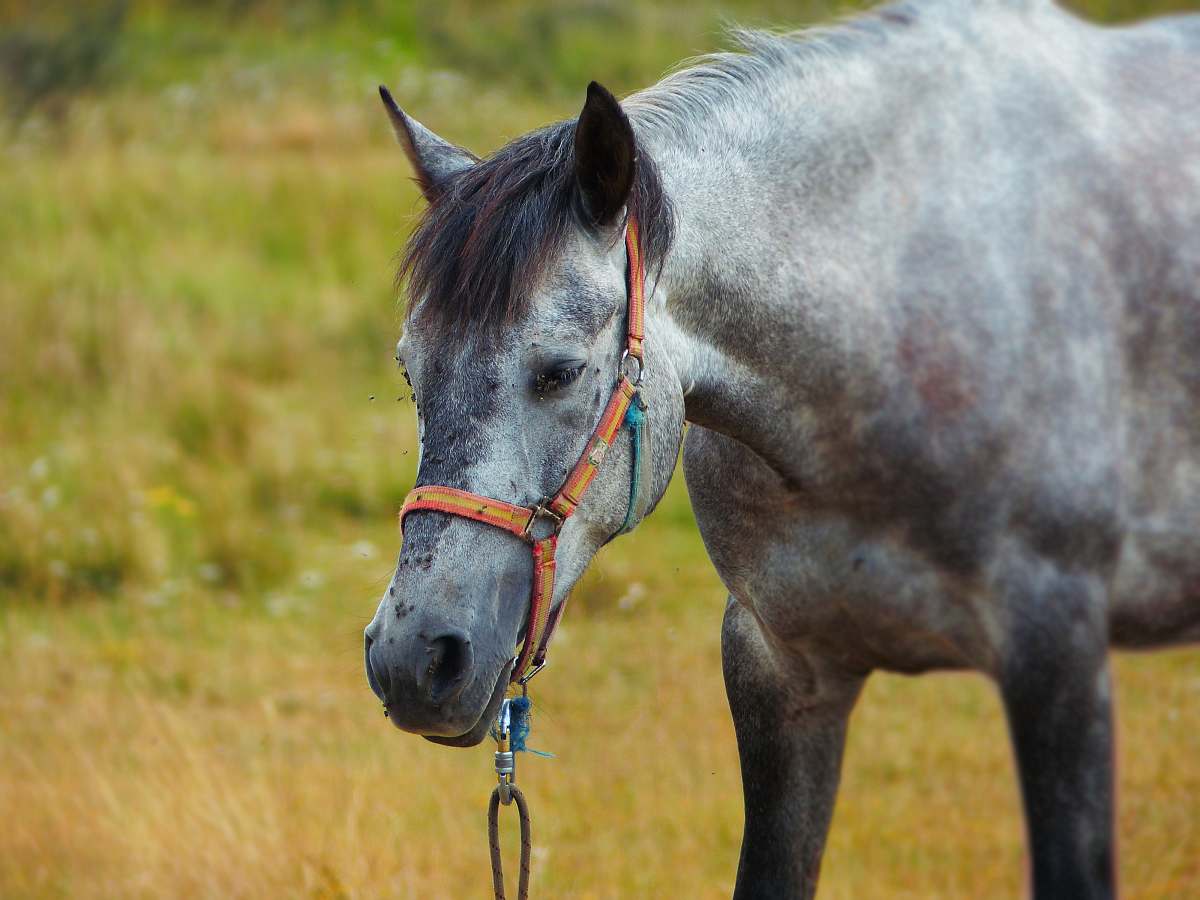 horse gray horse standing on grass field mammal