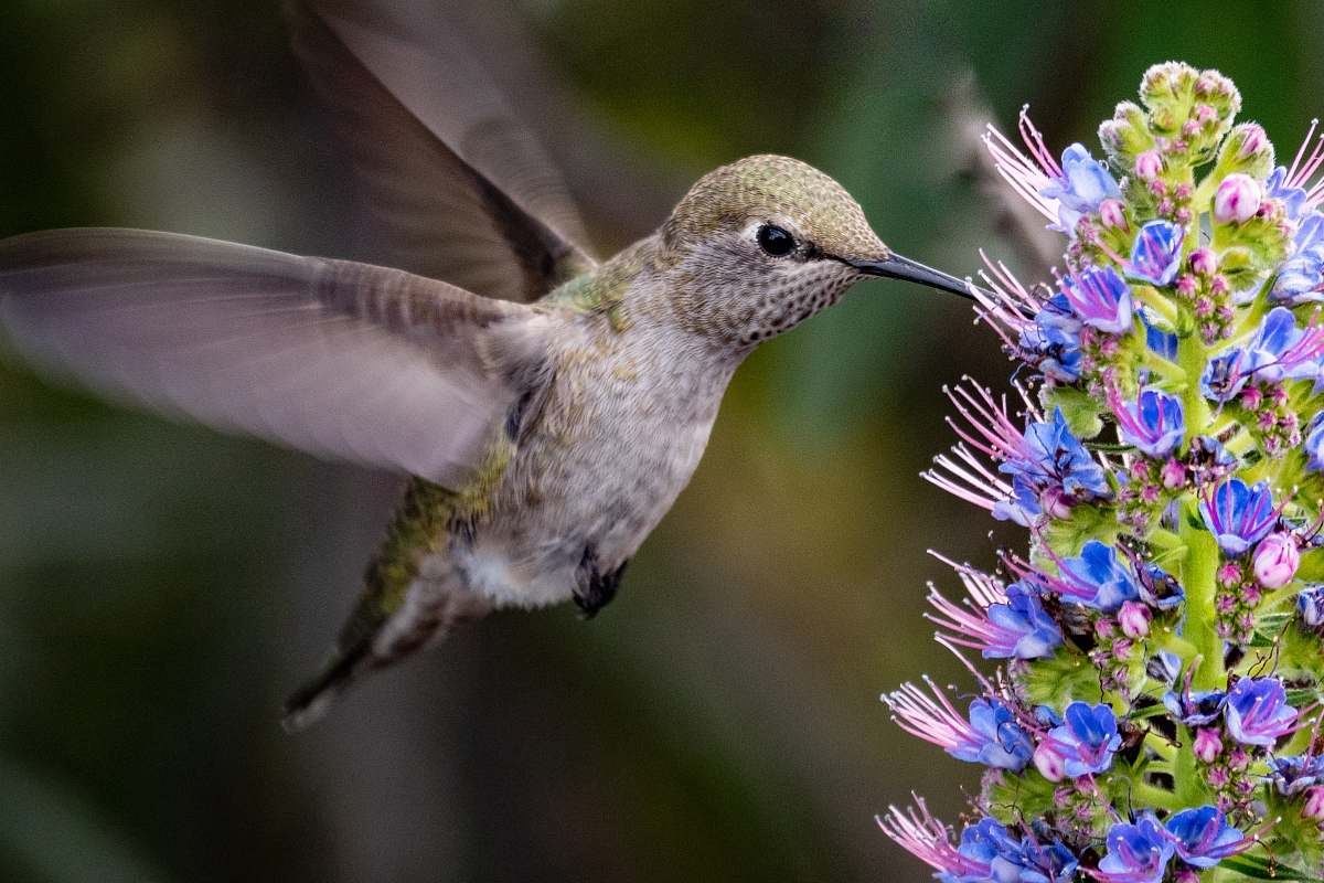 bird gray hummingbird sniffing on blue flower plant